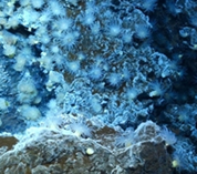 hydrothermal vents